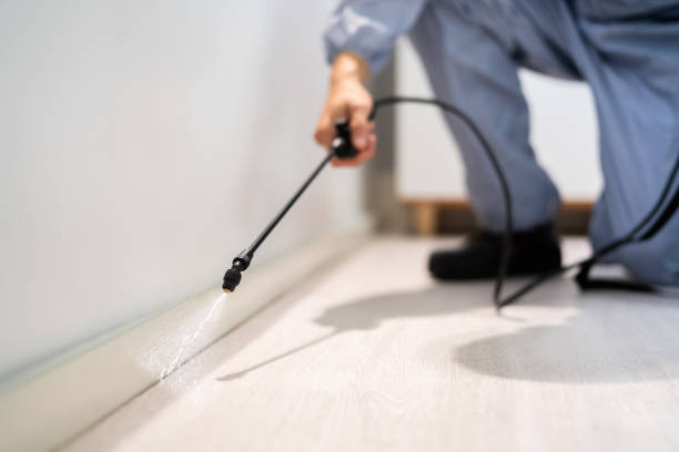 Licensed Wasp Removal service in Goodrich, MI - Show Me Pest Control